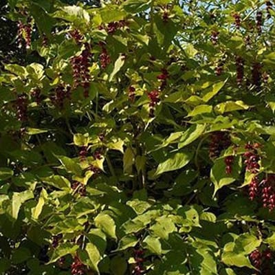 Leycesteria Formosa - Fazantbes;Karamelbes:Grootmoeders oorbel 40-50 cm pot