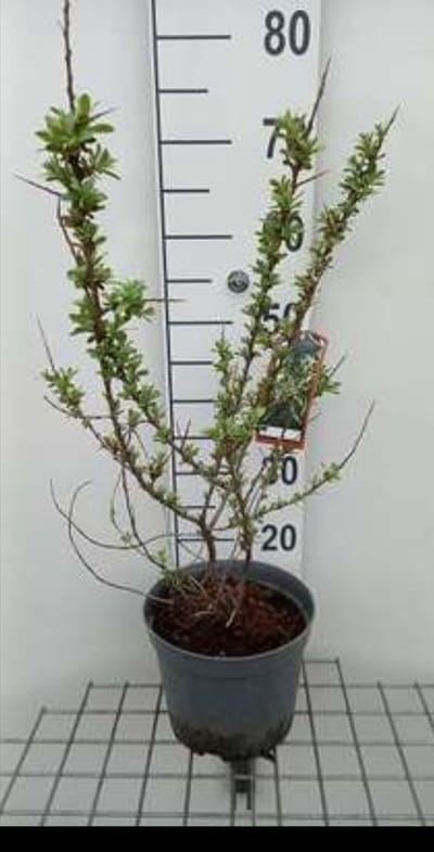 Hippophae rham. 'Pollmix' - Duindoorn , Zanddoorn 50- 60 cm in pot
