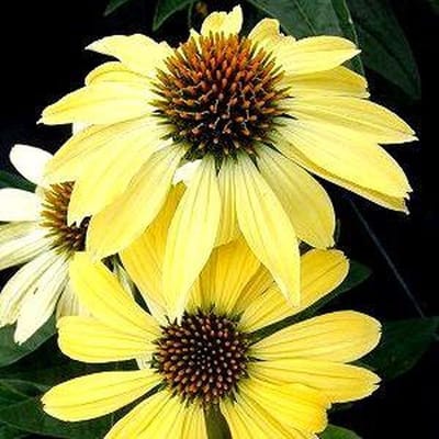 3 x Echinacea Purpurea 'Sunrise' - Zonnehoed pot 9x9cm