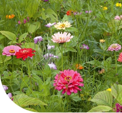 Snijbloemen Mix - Eenjarig Bloemenmengsel - Kleurrijke Pluktuin - 32 Verschillende Soorten - 250g 125m² - Gevarieerd