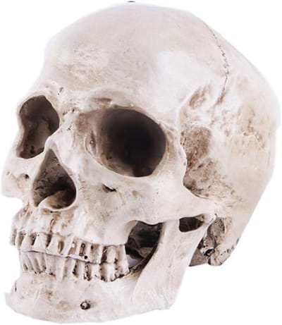 Anatomisch Schedelmodel Levensgroot Replica - Hoge Precisie Menselijk Hoofd Bot voor Educatie en Decoratie