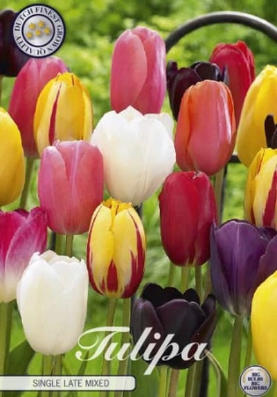 Nederlands Beste Kwaliteits bloembollen - Tulpen Tulp Single Late Mixed x10 12/+s