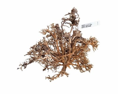 WIO Canopy Wood L | 30-50CM