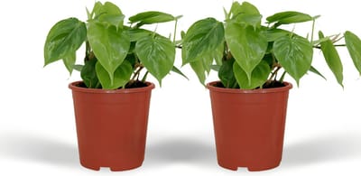 Plantenboetiek.nl | Philodendron Scandens | 2 stuks - Ø12cm - 15cm hoog - Kamerplant - Groenblijvend - Multideal