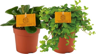 Plantenboetiek.nl | Peperomia | 2 stuks - Ø10.5cm - 15cm hoog - Kamerplant - Groenblijvend - Multideal - Cactus & Vetplanten