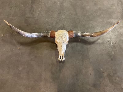 Longhoorn skull uit Bali - Longhoorn - Skull - Longhorn - Buffalo - Buffelschedel - Ibiza Skull - Muurdecoratie - Wanddecoratie - Bali - Wit - 150 cm