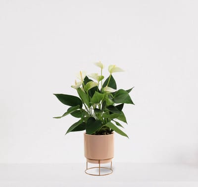 Anthurium Wit in sierpot Emma taupe – bloeiende kamerplant – flamingoplant – 40-50cm - Ø13 – geleverd met plantenpot – vers uit de kwekerij