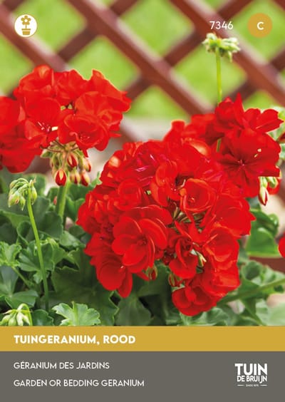 Geranium Zaden Rood – Tuingeranium voor Balkon, Pot of Border – Bloemen om Zelf te Zaaien – ±15 Zaden - Tuin de Bruijn® zaden