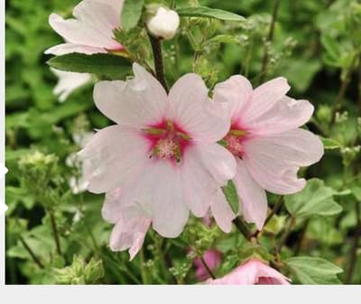 Lavatera 'Barnsley' - Malvastruik, Struikmalva 25 - 30 cm in pot