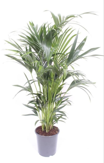 Howea forsteriana (Kentia) - Hoogte 170cm - Pot 27cm