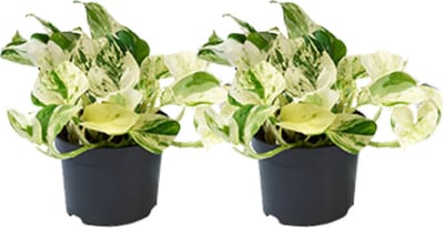 Plantenboetiek.nl | Epipremnum Happy Leaf | 2 stuks - Ø12cm - 15cm hoog - Kamerplant - Multideal