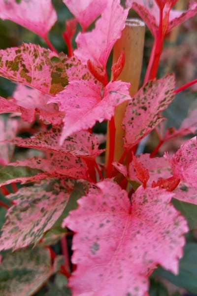 Jonge Bontbladige Slangenesdoorn boom | Acer conspicuum 'Red Flamingo' | 100-150cm hoogte