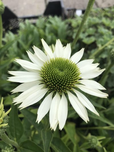 6 x Echinacea purpurea 'Virgin' - Rode Zonnehoed - P9 Pot (9 x 9cm) - Dima Vaste Planten