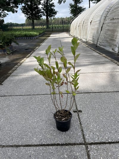 Zwarte appelbes 40-60 cm (in pot) - - Ø17 cm - - -