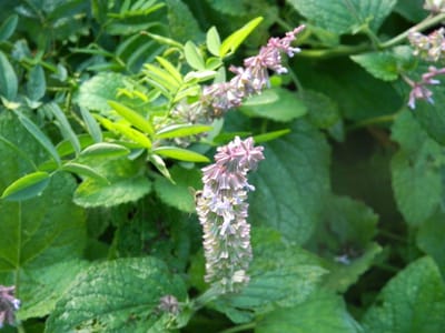6x Muskaatsalie - Salvia Sclarea | 9x9 cm pot (tweejarige plant)