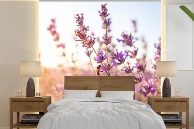 Behang - Fotobehang Lavendel - Close-up - Zon - Bloemen - Paars - Breedte 300 cm x hoogte 300 cm