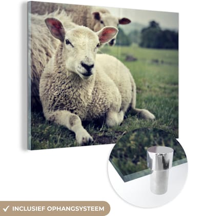 MuchoWow® Glasschilderij 40x30 cm - Schilderij acrylglas - Schapen - Lam - Gras - Foto op glas - Schilderijen