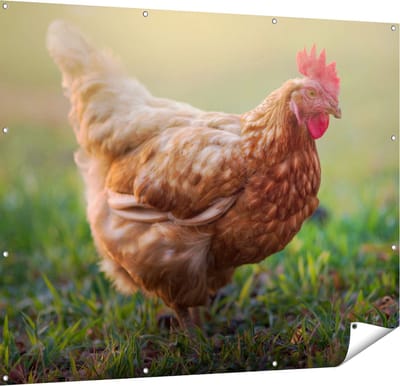 Gards Tuinposter Kip in het Gras - 150x120 cm - Tuindoek - Tuindecoratie - Wanddecoratie buiten - Tuinschilderij