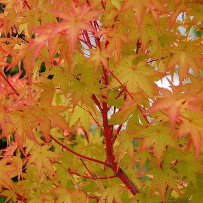 Japanse Esdoorn - Acer palmatum 'Sangokaku' - 40-50 cm