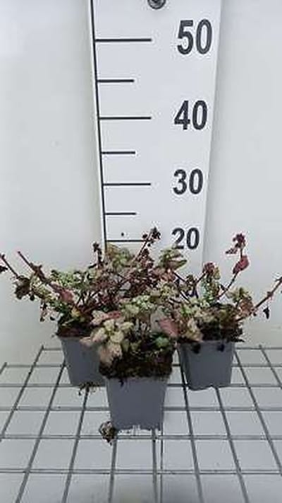 6x Dovenetel - Lamium mac. 'Red Nancy' | 9x9 cm pot