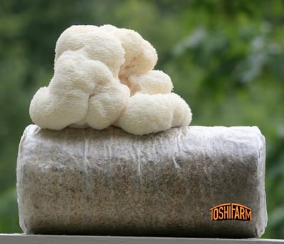 ToshiFarm Fruiting Block voor Lion's Mane (3kg) - 100% Bio - Lion's Mane Kweekset - Pruikzwam Kweekset - Kweekset Pom Pom Blanc - Lion's Mane Kweken