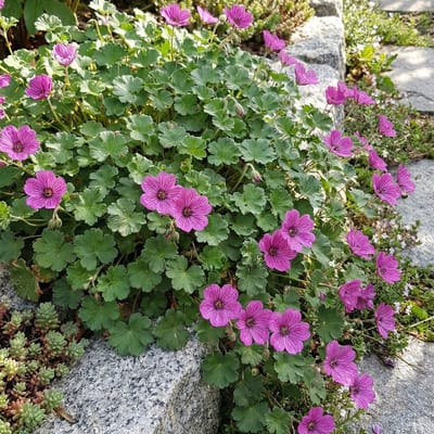 Bloomique - Set van 3 - Erodium Variabile Bishops Form - Reigersbek - Tuinplanten - Rijkbloeiend - Winterhard - Compacte groeiwijze 10-20 cm hoog - Pot 9 cm
