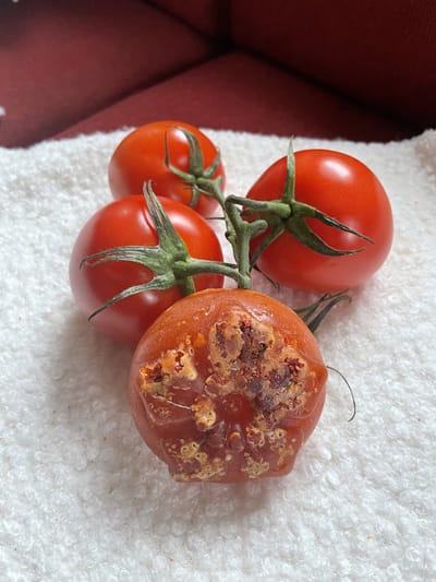 Zeep Tomaat 100 gram Puur Natuur! van OmAnne Prijs Inclusief Verzending!!