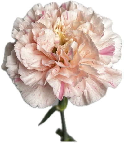 20x Dian.st.minami sakura 60cm