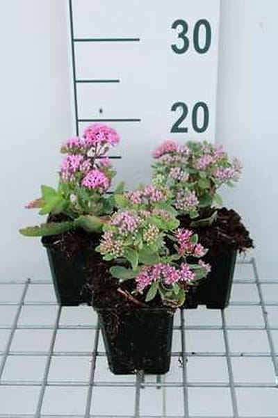 6x Vetkruid - Sedum hybr. 'Abbeydore' | 9x9 cm pot