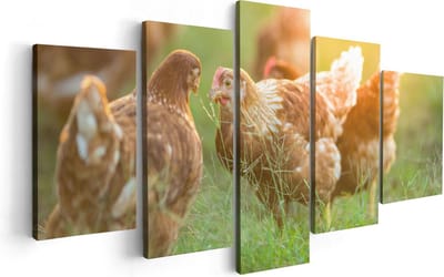 Artaza Canvas Schilderij Vijfluik Kippen op het Gras  - 100x50 - Foto Op Canvas - Canvas Print
