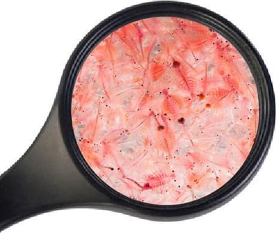 Ruto Artemia levend 150ml voor vissen