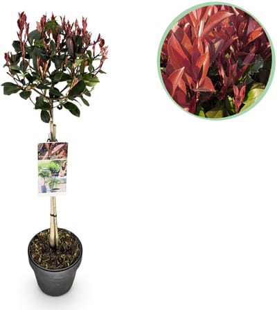Plantenboetiek.nl | Photinia fraseri Little Red Robin - Terras Plant - Bladhoudend - Winterhard - Groen-Rood Blad - Ø19cm - 80-90cm hoog - Tuinplant