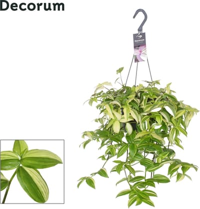 Plantenboetiek.nl | Tradescantia Yellow Hill - Ø17cm - 30-40cm hoog - Kamerplant - Groenblijvend