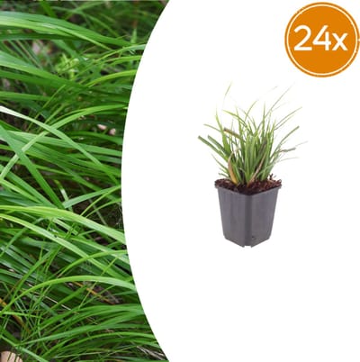 Tuinplantenshop.com | Carex morrowii | 24 stuks - Ø9cm - 10-25cm hoog - Tuinplant