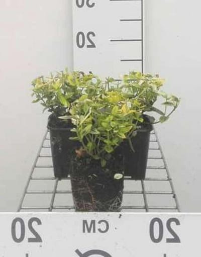 Kardinaalshoed struiken - Kardinaalsmuts planten - Tuin opfleuren - Groengele bladeren - 12 stuks 9x9 cm - Groen geel