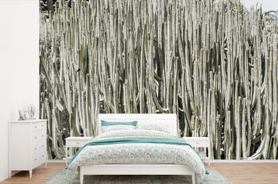 Behang - Fotobehang Cactus - Natuur - Vetplanten - Breedte 600 cm x hoogte 400 cm