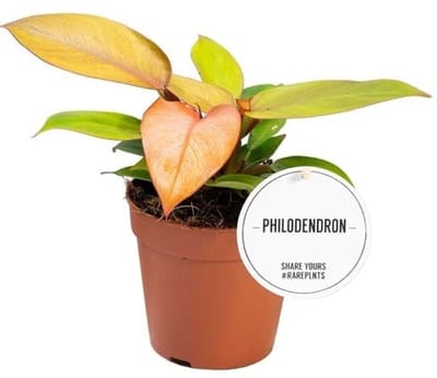 JUNAVERA Philodendron 'Prince of Orange' terrariumplant en kamerplant | 7 cm pot | ca. 15 cm hoog