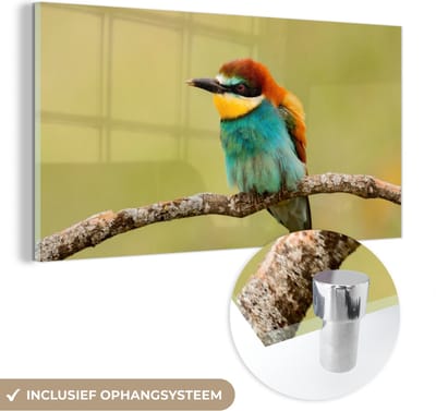MuchoWow® Glasschilderij 40x20 cm - Schilderij acrylglas - Vogel - Bijeneter - Dieren - Foto op glas - Schilderijen