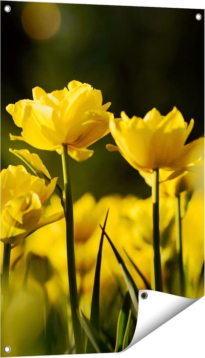 Gards Tuinposter Gele Tulpen - Bloemen - 60x90 cm - Tuindoek - Tuindecoratie - Wanddecoratie buiten - Tuinschilderij