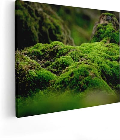 Artaza Canvas Schilderij Mos Op Boom - 50x40 cm - Wanddecoratie Bos - Muurdecoratie Natuur - Kamer Accessoires