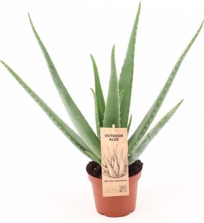 Plantenboetiek.nl | Aloe Vera - Ø14cm - 35-45cm hoog - Kamerplant - Groenblijvend - Cactus & Vetplanten