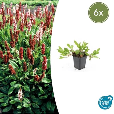Trendyplants - Persicaria affinis 'Darjeeling Red' - 6 stuks - Duizendknoop - Winterhard - Hoogte 10-30 cm - Potmaat Ø9cm