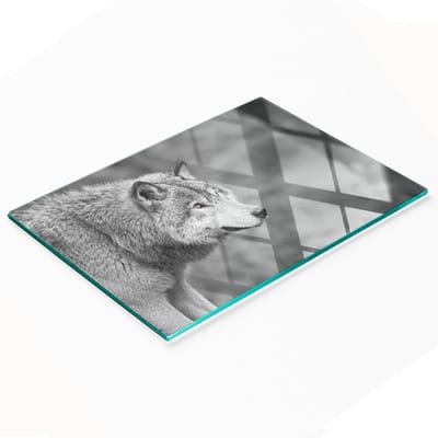 Multifunctioneel decoratief glazen bord met print van een grijze wolf, 80x52 cm