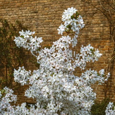 Plants Online BV - Planten - Tuinplanten - Heesters - Set van 1 - Prunus nipponica 'Brillant'