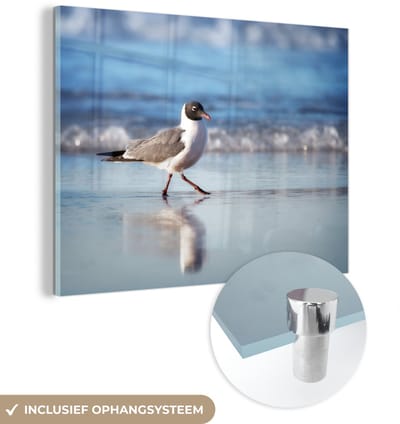 ® Glasschilderij 160x120 cm - Schilderij acrylglas - Lachmeeuw loopt over de kustlijn - Foto op glas - Muurdecoratie woonkamer - Wanddecoratie slaapkamer - Schilderijen