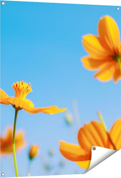 Gards Tuinposter Oranje Cosmea Bloemen - 80x100 cm - Tuindoek - Tuindecoratie - Wanddecoratie buiten - Tuinschilderij