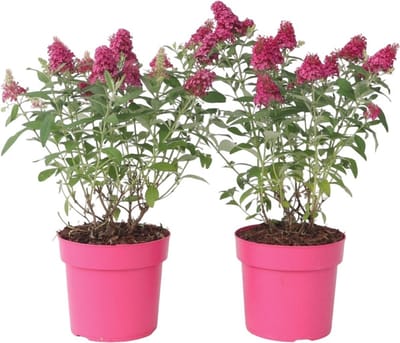 Plant in a Box - Buddleja Candy Little Ruby - Set van 2 - Buddleja davidii - Vlinderstruik Winterhard - Rode Bloemen - Pot 19cm - Hoogte 30-40cm