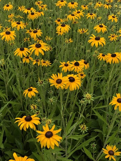 6 x Rudbeckia fulgida 'Speciosa' - Zonnehoed in pot 9 x 9 cm