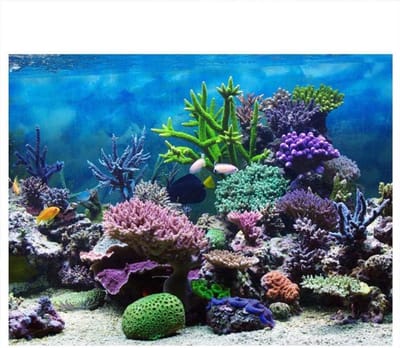 Decoratieve Poster Onderwater Koraal Decals PVC Sticker voor Aquarium - Zelfklevende Achtergrond Decors - Aquarium Decoratie - 61*41 cm