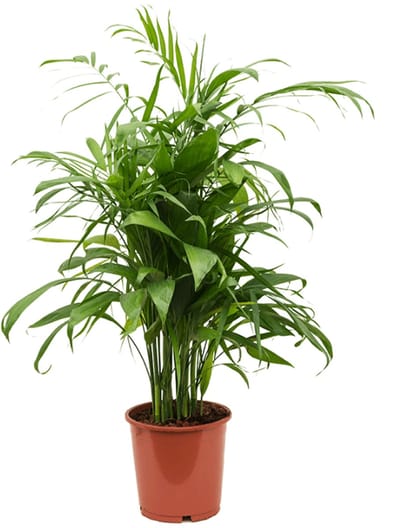 JUNAVERA Chamaedorea elegans terrariumplant en kamerplant | 9 cm pot | 28 cm hoog